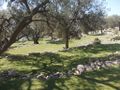 Hitchgathering 2014 olive trees.jpg